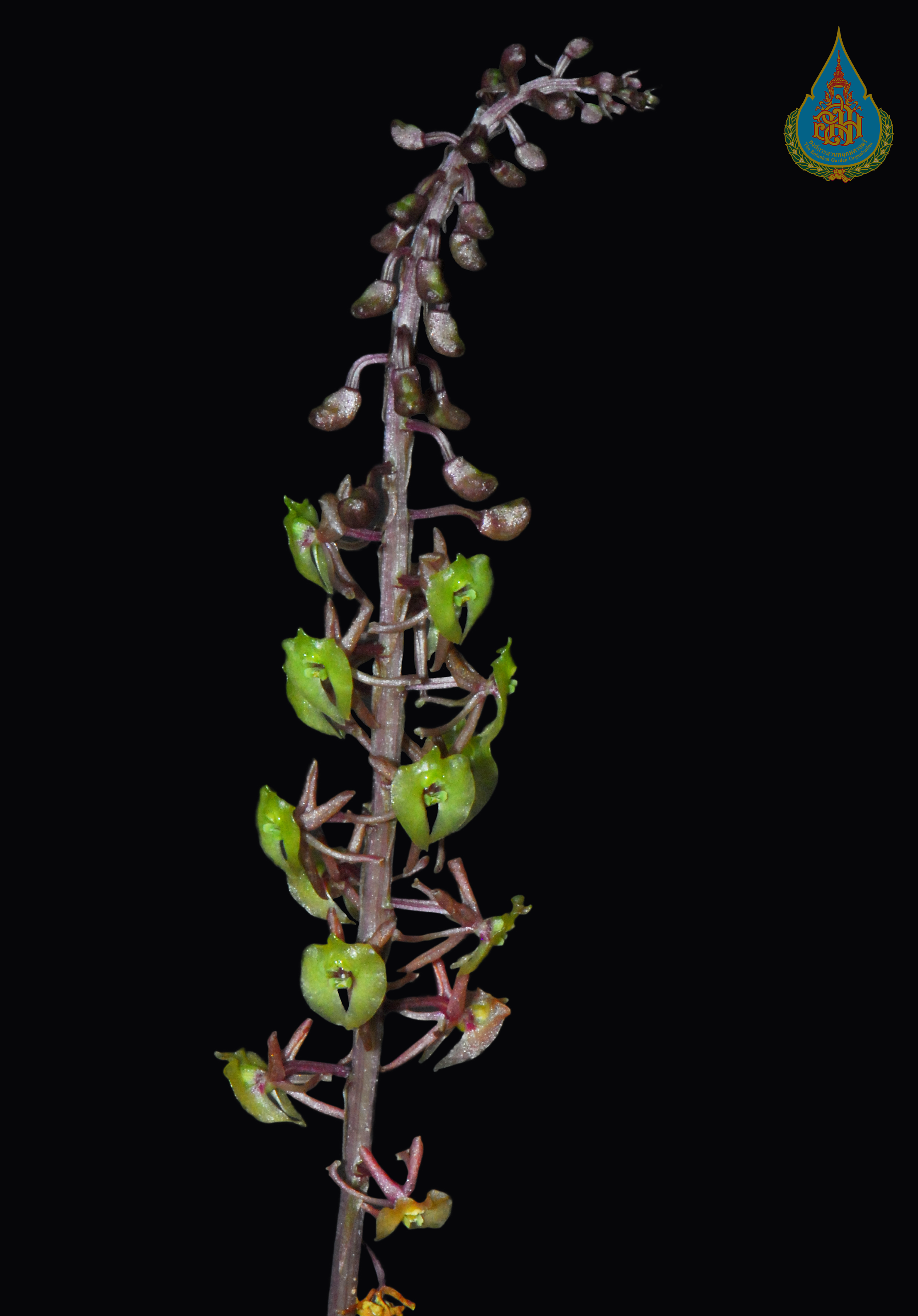 แห้วหมูป่า Crepidium calophyllum (Rchb.f.) Szlach.<br/>ORCHIDACEAE